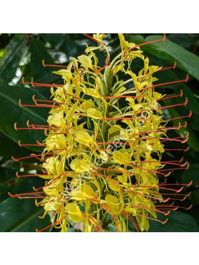 Graines Hedychium Gardnerianum (Graines Gingembre Sauvage)