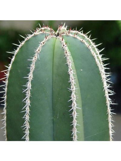 Graines Lophocereus Marginatus