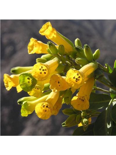 Graines Tabac Glauque (Nicotiana glauca)