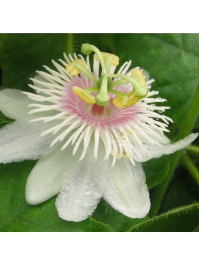 Graines Passiflora Foetida (Passiflore Poc-Poc)
