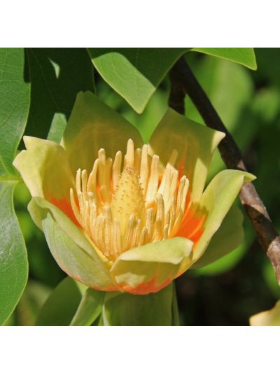 Graines Tulipier de Virginie (Liriodendron tulipifera)