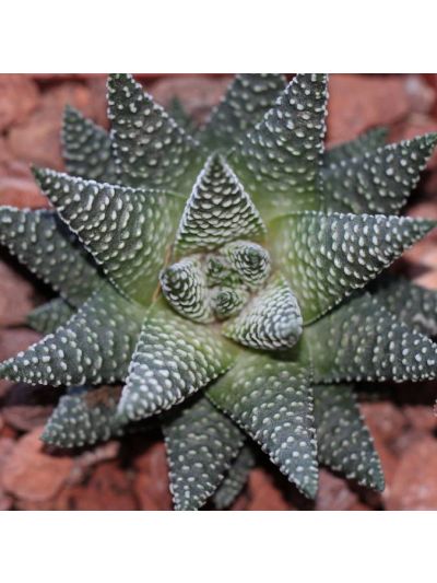 Graines Tulista Pumila