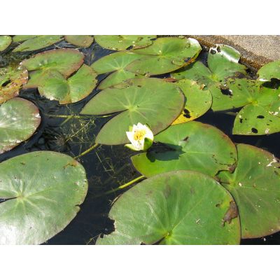 Graines Nymphaea Tetragona (Graines Nénuphar Nain)