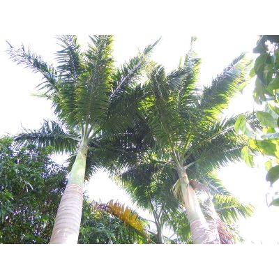 Graines Roystonea Oleracea (Paume Royale Guyanaise)