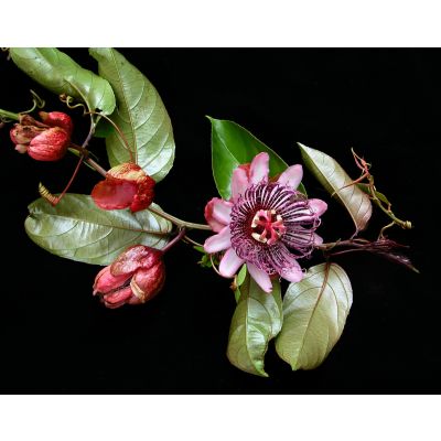 Graines Passiflora Ambigua