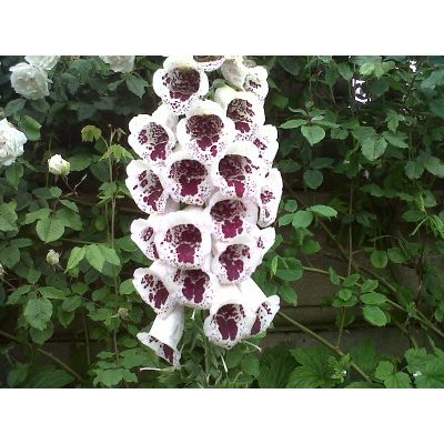 Graines Digitalis Purpurea Elsie Kelsey