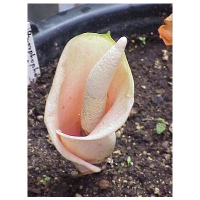 Graines Amorphophallus Bulbifer