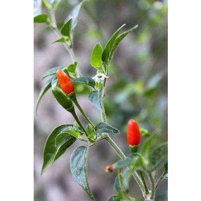 Graines Capsicum Pequin (Graines Piment oiseau, Piment Pequin)
