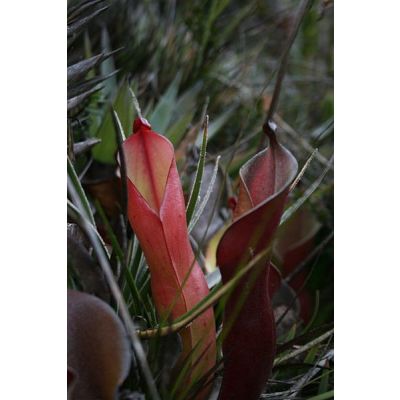 Graines Heliamphora nutans