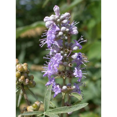 Graines Vitex Agnus-Castus (Graines Arbre au poivre, Gattilier)