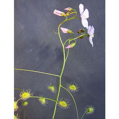 Graines Drosera Macrantha
