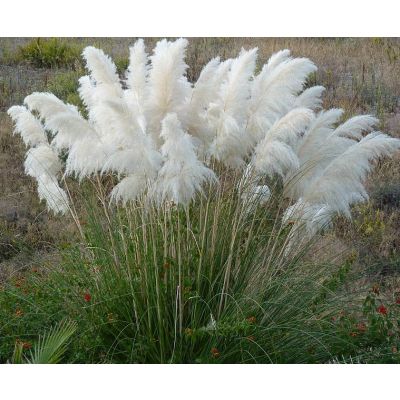 Graines Cortaderia Selloana Blanc (Graines Herbe de la Pampa Blanc)