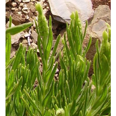Graines Lavandula Viridis