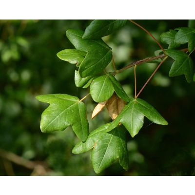 Graines Acer Monspessulanum (Graines Érable de Montpellier)