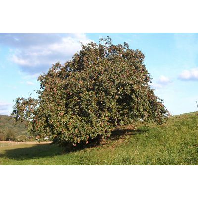 Malus Domestica Seeds (Apple Tree Seeds)