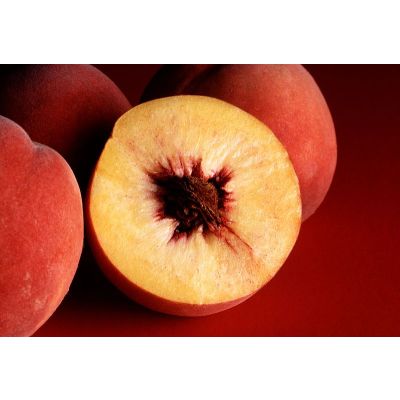 Graines Prunus Persica(Graines Pêcher)