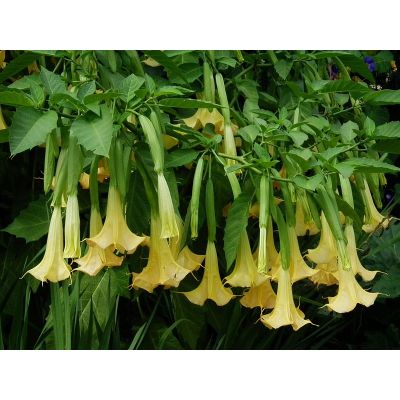 Graines Brugmansia Jaune (Trompettes des Anges Jaune)