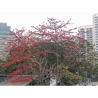 Graines Bombax Ceiba
