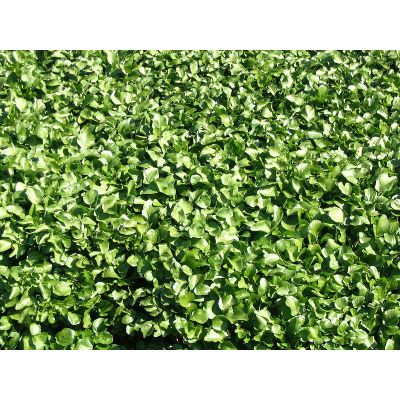Graines Nasturtium officinale (Graines Cresson de fontaine, Cresson officinal)