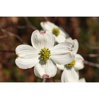 Graines Cornus Florida (Graines Cornouiller à fleurs d'Amérique)