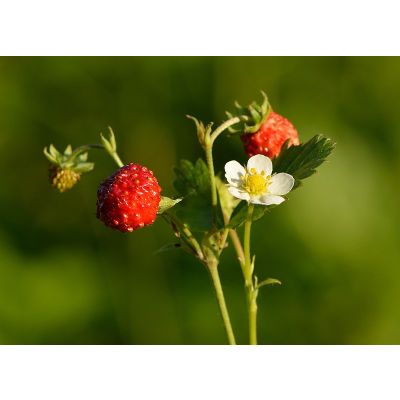 Fragaria Vesca Seeds (Woodland Strawberry Seeds)