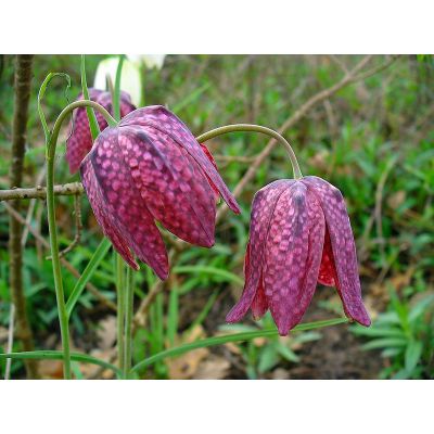 Graines Fritillaria Meleagris (Méléagre, Oeuf-de-pintade)