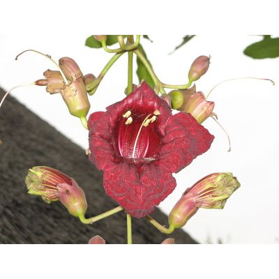 Graines Kigelia Pinnata (Graines Arbre Saucisson)