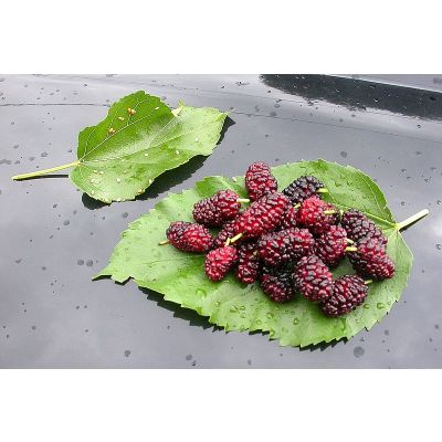 Graines Morus Alba (Graines Mûrier Blanc)