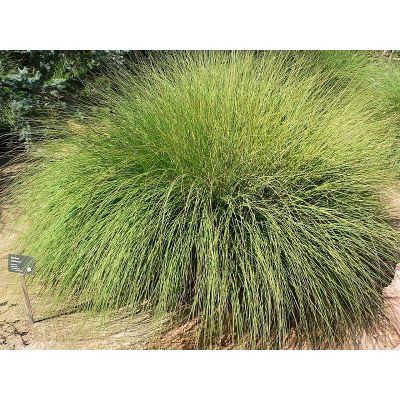 Graines Muhlenbergia Rigens