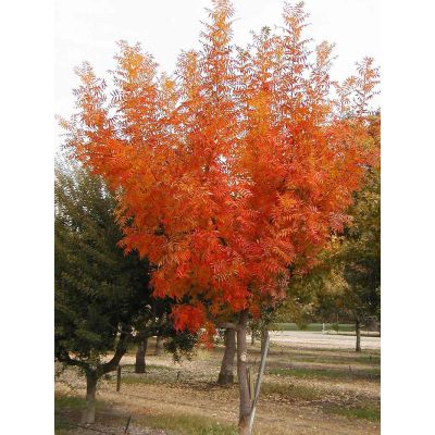 Graines Pistacia Chinensis (Graines Pistachier Chinois)