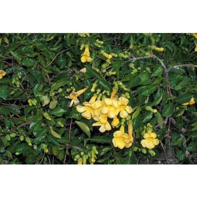 Graines Macfadyena Unguis-Cati (Graines Liane Patate)