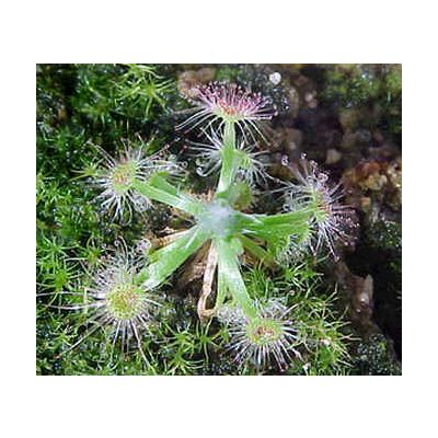 Graines Drosera Androsaceae (Pygmée)