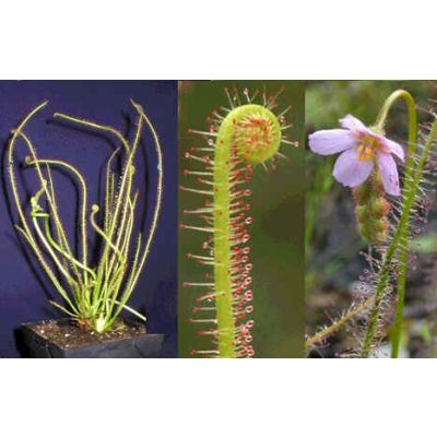 Graines Drosera Filiformis