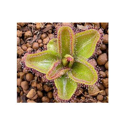 Graines Drosera Macrophylla Macrophylla