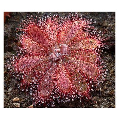 Graines Drosera Montana