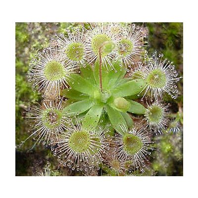 Graines Drosera Pulchella (Pygmée)