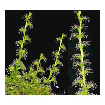 Graines Drosera Ramellosa (Tubéreuse)