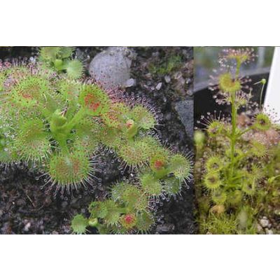 Graines Drosera Stolonifera Stolonifera (Tubéreuse)