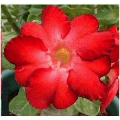 Graines Adenium (Guerrier Noir)
