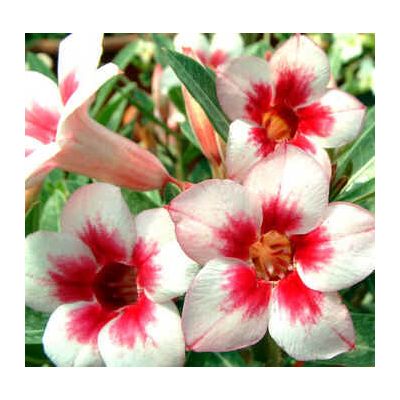 Graines Adenium (Brillant Joyau)