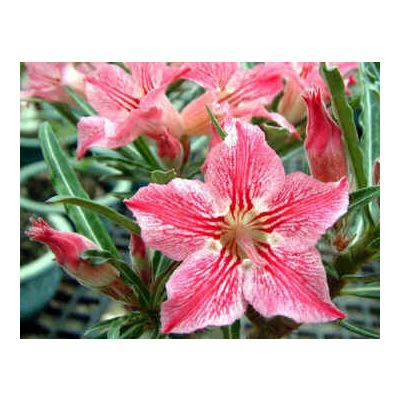Graines Adenium (Danse du Papillon)