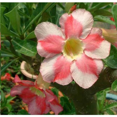 Graines Adenium (Beauté des Nuages)