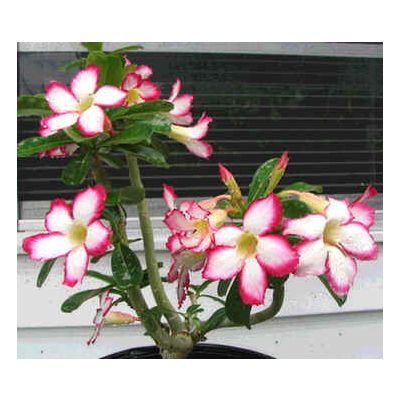 Graines Adenium (Noble Concubine)