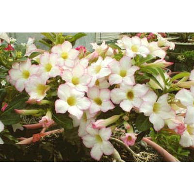 Graines Adenium (Focus)