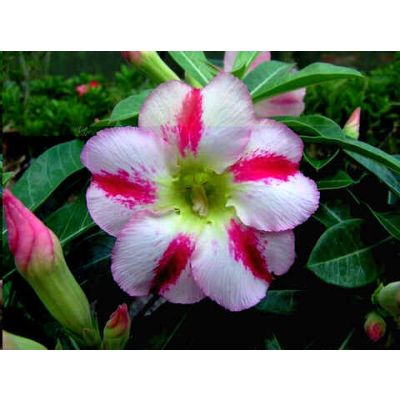 Graines Adenium (Délice Parfumé)