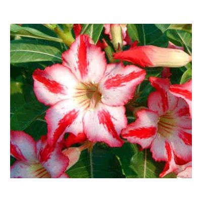 Graines Adenium (Harry Potter)