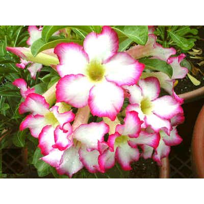 Graines Adenium (Baiser d'Étoile)