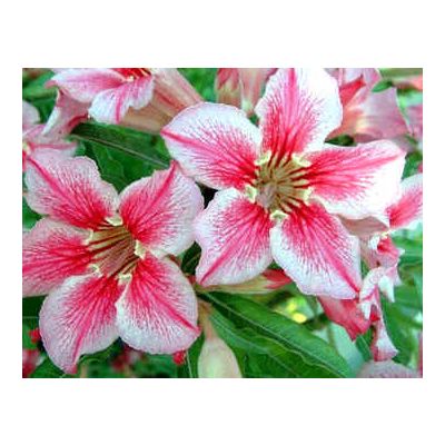 Graines Adenium (Histoire d'Amour d'Étoile)