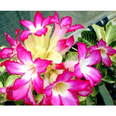 Graines Adenium (Noble)