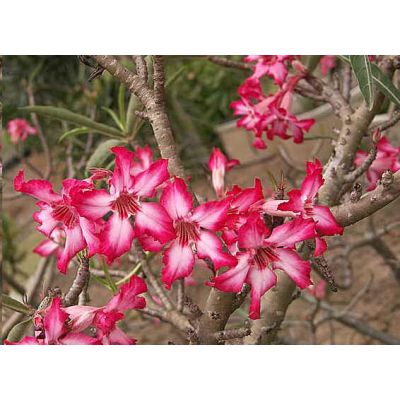 Graines Adenium Somalense (Graines Rose du Désert)